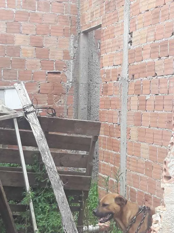 Cachorro ra a boerboel mestiço idade 3 anos nome Thor