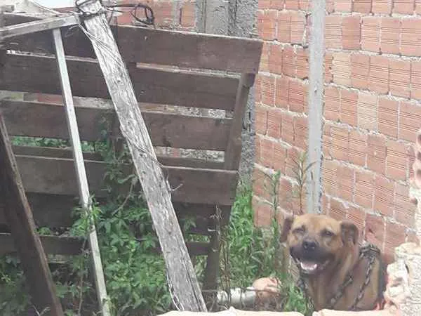 Cachorro ra a boerboel mestiço idade 3 anos nome Thor