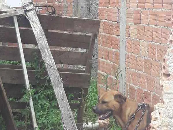 Cachorro ra a boerboel mestiço idade 3 anos nome Thor