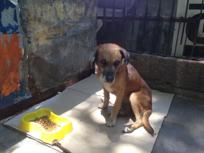 Cachorro ra a SRD idade 6 ou mais anos nome Urso