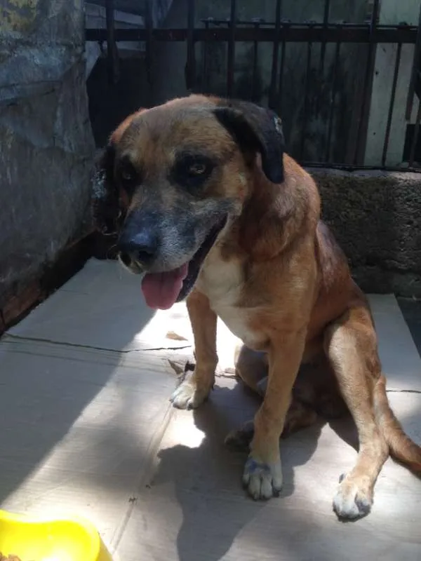 Cachorro ra a SRD idade 6 ou mais anos nome Urso
