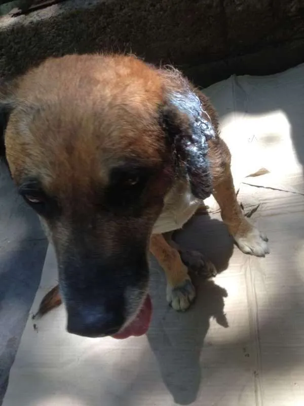 Cachorro ra a SRD idade 6 ou mais anos nome Urso