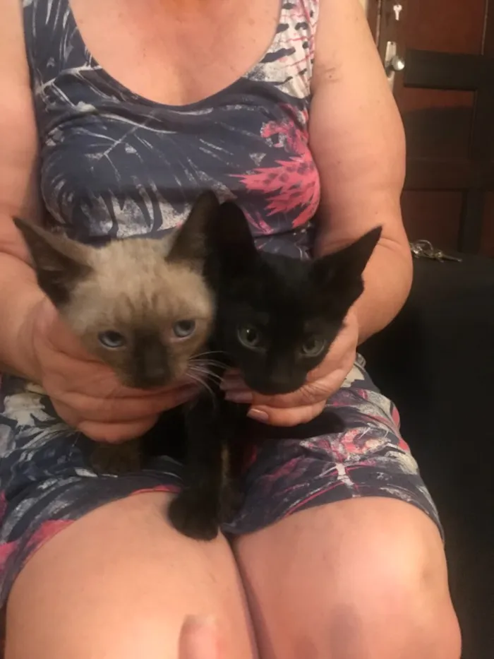Gato ra a  idade Abaixo de 2 meses nome Gato e gata