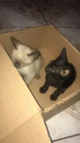 Gato e gata
