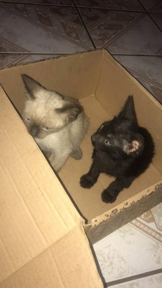Gato ra a  idade Abaixo de 2 meses nome Gato e gata