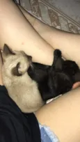 Gato e gata