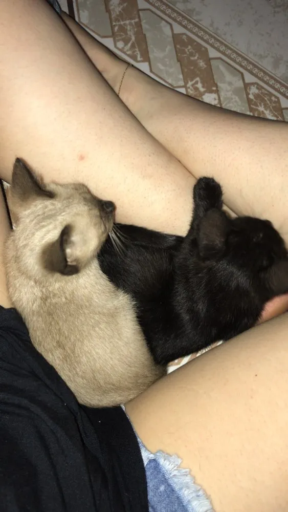 Gato ra a  idade Abaixo de 2 meses nome Gato e gata