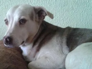 Cachorro raça Indefinida idade 6 ou mais anos nome Diego