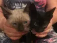 Gato e gata