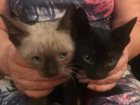 Gato ra a  idade Abaixo de 2 meses nome Gato e gata