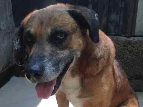 Cachorro ra a SRD idade 6 ou mais anos nome Urso