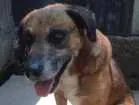 Cachorro raça SRD idade 6 ou mais anos nome Urso