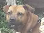Cachorro raça boerboel mestiço idade 3 anos nome Thor