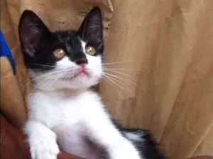 Gato raça Srd idade 2 a 6 meses nome Thais