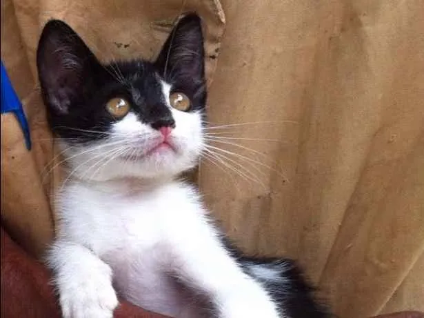 Gato ra a Srd idade 2 a 6 meses nome Thais