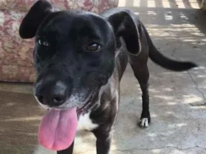 Cachorro raça vira-lata idade 2 anos nome Preto