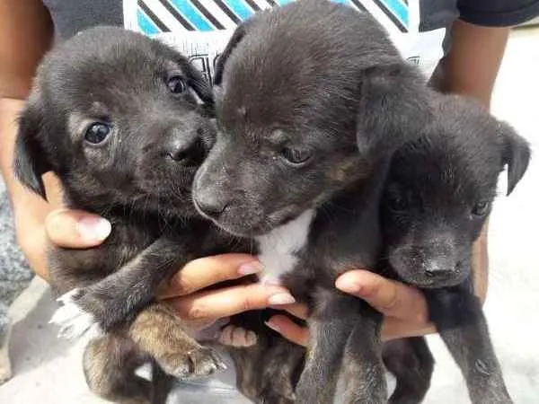 Cachorro ra a vira lata idade 2 a 6 meses nome nenhuma