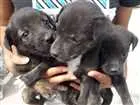 Cachorro raça vira lata idade 2 a 6 meses nome nenhuma