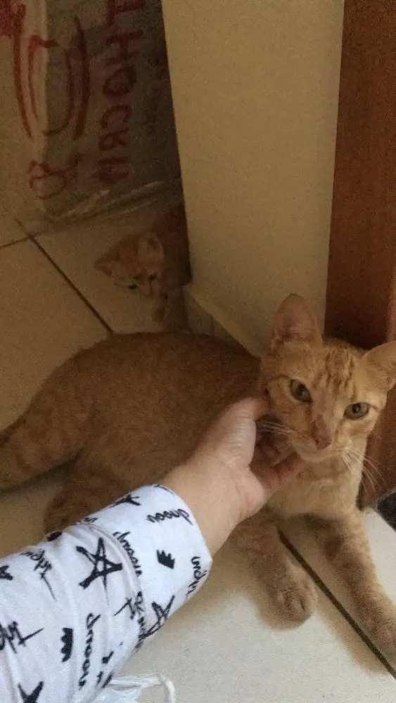Gato raça Vira lata  idade 3 anos nome Marrie