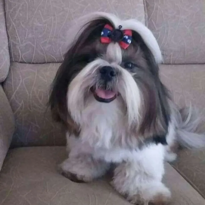 Cachorro ra a Shitzu idade 1 ano nome Léo
