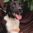 Fábio