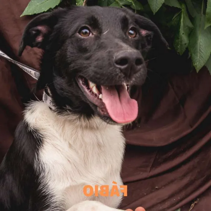 Cachorro ra a  idade 7 a 11 meses nome Fábio