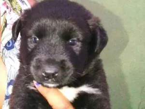 Cachorro raça Mestiços Husk Siberiano  idade Abaixo de 2 meses nome Filhotes mestiços Hu