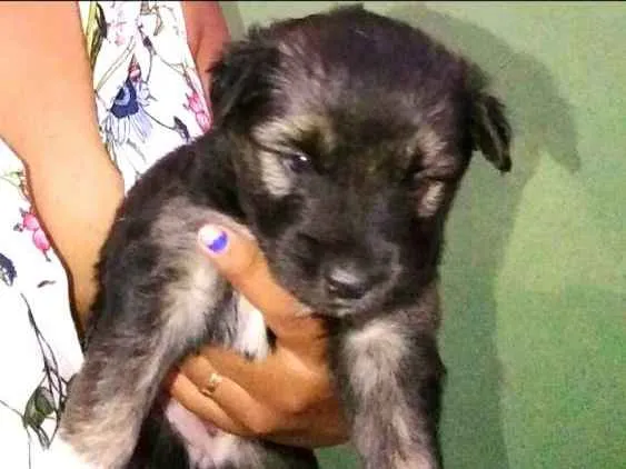 Cachorro ra a Mestiços Husk Siberiano  idade Abaixo de 2 meses nome Filhotes mestiços Hu