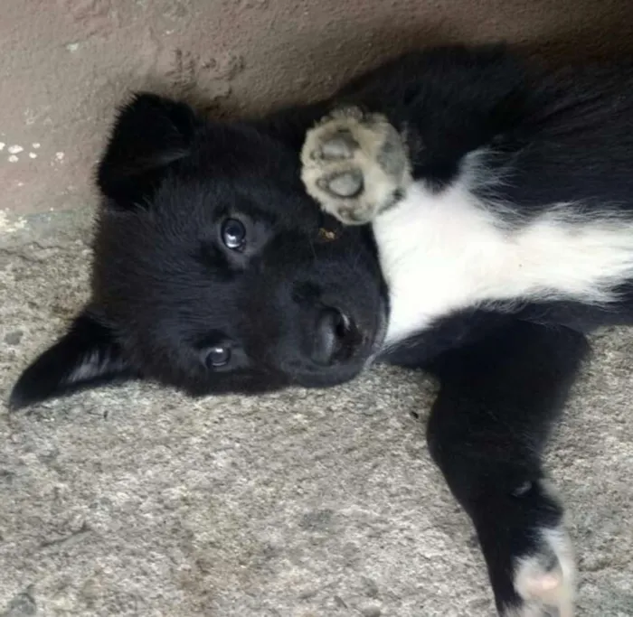Cachorro ra a Mestiços Husk Siberiano  idade Abaixo de 2 meses nome Filhotes mestiços Hu