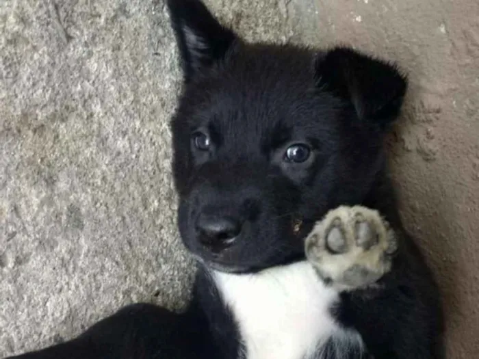 Cachorro ra a Mestiços Husk Siberiano  idade Abaixo de 2 meses nome Filhotes mestiços Hu