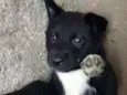 Filhotes mestiços Hu