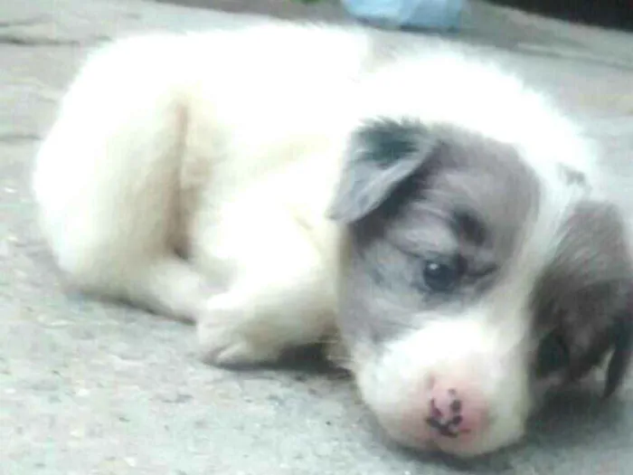 Cachorro ra a  idade Abaixo de 2 meses nome Filhotes Sueli 