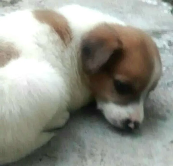 Cachorro ra a  idade Abaixo de 2 meses nome Filhotes Sueli 