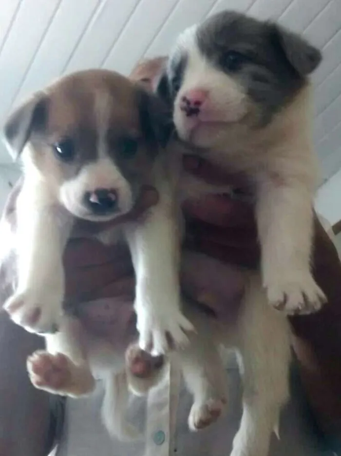 Cachorro ra a  idade Abaixo de 2 meses nome Filhotes Sueli 
