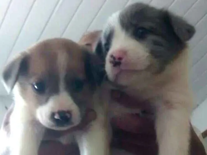 Cachorro ra a  idade Abaixo de 2 meses nome Filhotes Sueli 