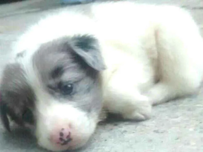 Cachorro ra a  idade Abaixo de 2 meses nome Filhotes Sueli 