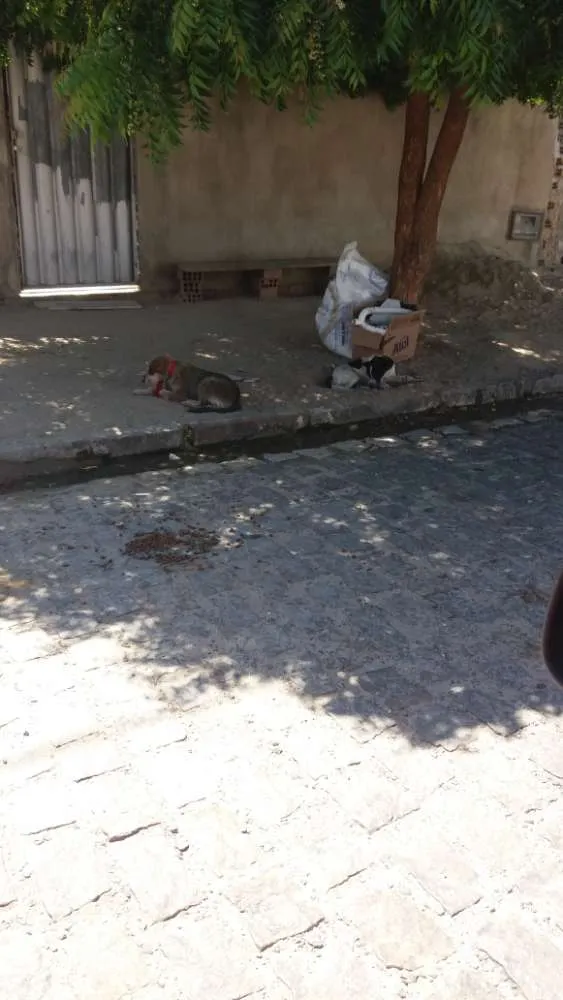 Cachorro ra a Indefinida idade 1 ano nome MANCHINHA E NINA