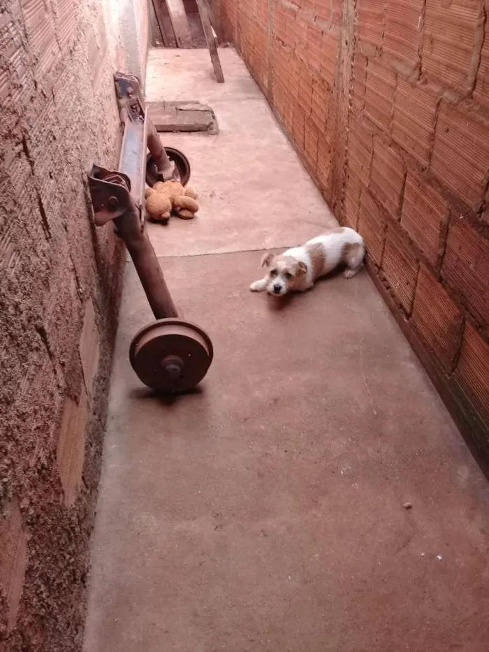 Cachorro ra a Vira lata idade 7 a 11 meses nome Julie 
