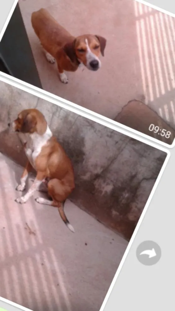 Cachorro ra a Vira lata idade 7 a 11 meses nome Dog