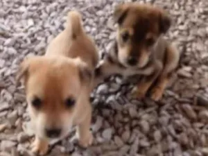 Cachorro raça vira lata idade Abaixo de 2 meses nome filhotes