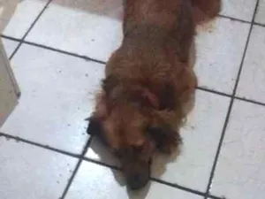 Cachorro raça Desconheço  idade 5 anos nome Mel