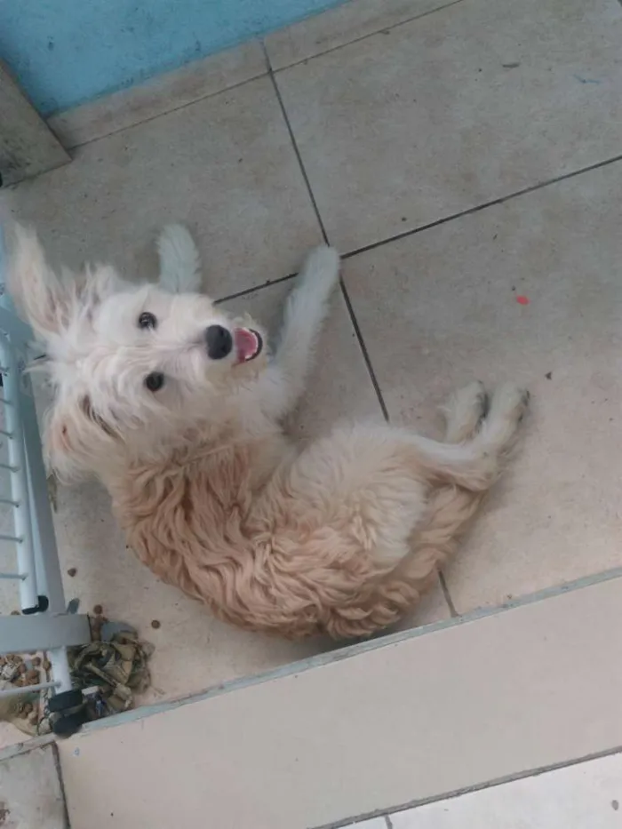 Cachorro ra a Indefinida  idade 7 a 11 meses nome Mel