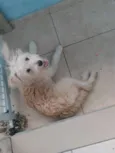Mel