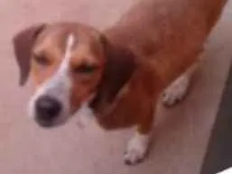 Cachorro ra a Vira lata idade 7 a 11 meses nome Dog