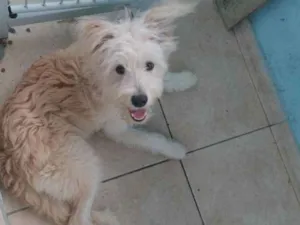 Cachorro raça Indefinida  idade 7 a 11 meses nome Mel