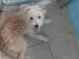 Mel