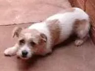 Cachorro raça Vira lata idade 7 a 11 meses nome Julie 