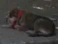Cachorro raça Indefinida idade 1 ano nome MANCHINHA E NINA