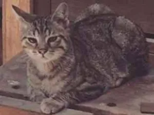 Gato raça SRD idade 7 a 11 meses nome Bifinho