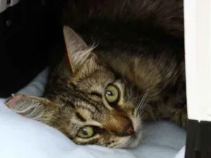 Gato raça SRD idade 7 a 11 meses nome Hermes
